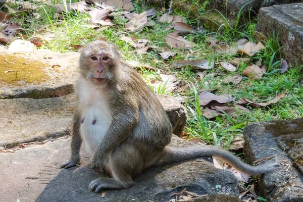Tierporträt Ein Flauschiger Entzückender Affe Der Auf Steinplatten Hockt — Stockfoto