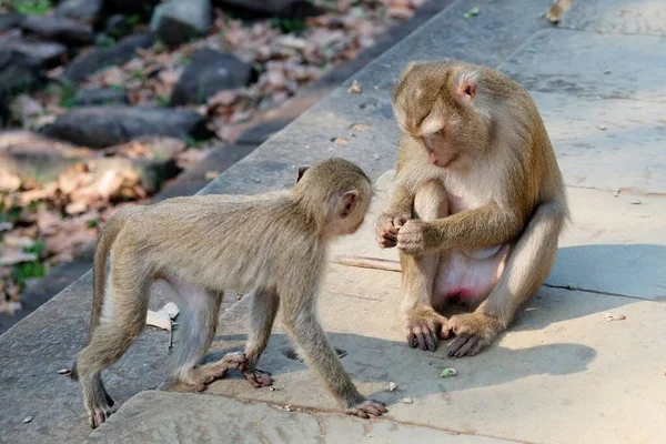 Antik Taş Şirin Maymunlardan Oluşan Bir Aileyi Rahat Bir Şekilde — Stok fotoğraf