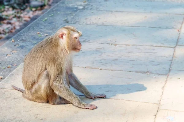 石のスラブに座っているふわふわの猿のクローズアップ肖像画 可愛らしさを紹介します — ストック写真