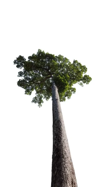 Високий Стрункий Стовбур Дерева Гілок Пишним Верхом Ідеальне Дерево Ізольований — стокове фото