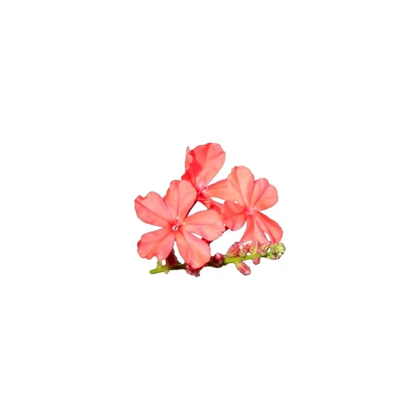 Collection Tiny Pink Flowers Each Five Petals Isolated — Stock Photo, Image