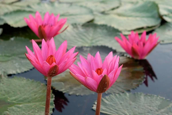 Close Shot Van Vier Grote Roze Lotusbloemen Stralende Natuurlijke Schoonheid — Stockfoto