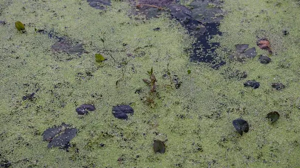 アヒルや水生植物で覆われた池の表面は 自然の背景を作り出しています — ストック写真