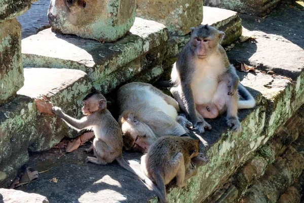 古代の石造りの遺跡に囲まれた愛らしい猿の家族 — ストック写真