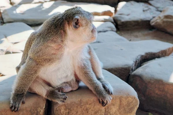 Porträt Eines Niedlichen Flauschigen Affen Der Auf Steinplatten Sitzt — Stockfoto