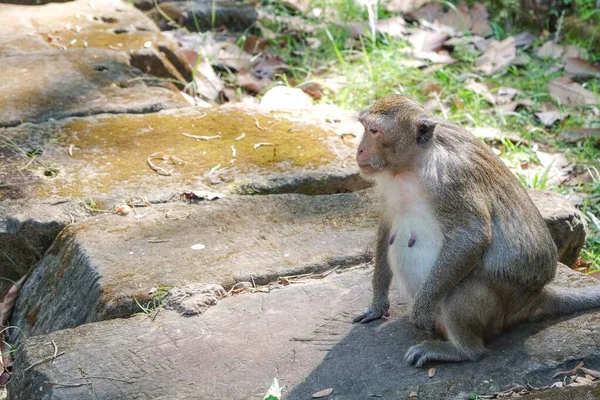 Chlupatá Opice Umístěná Kamenných Deskách Zachycená Roztomilém Zvířecím Portrétu — Stock fotografie