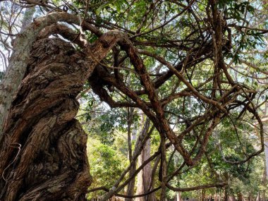 Çarpık tropik ağaç. Ürkütücü, bükülmüş gövdesi tek başına duran garip bir ağaç.