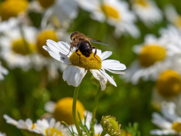 bee-like fly sits on a white daisy flower on a summer day. Insect on a flower close-up. Hover flies, also called flower flies or syrphid flies, insect family Syrphidae.