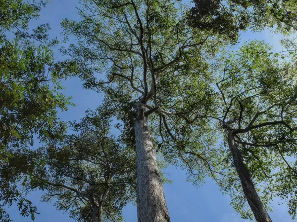 stock image The tops of huge Asian ficus trees against a clear blue sky.