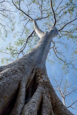 İncir ağacının heybetli gövdesi gökyüzüne kadar uzanıyor..