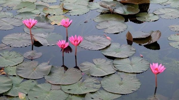 Algumas Flores Lótus Rosa Superfície Lagoa Plantas Aquáticas — Fotografia de Stock