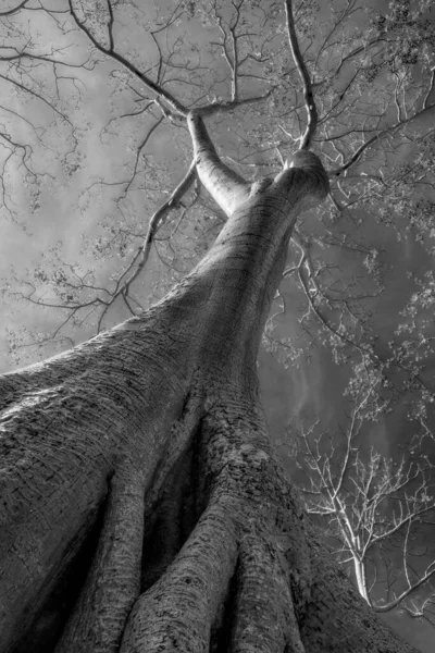 Poderoso Tronco Árvore Ficus Estende Até Céu Imagem Preto Branco — Fotografia de Stock