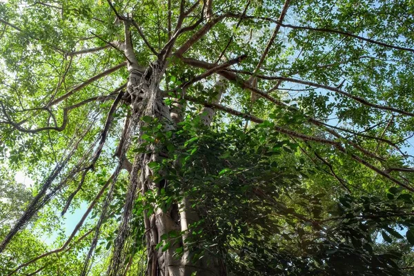 空中的根从一棵巨大的菲克斯树的树枝上垂下来 — 图库照片