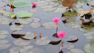 Az sayıda pembe nilüfer çiçekleri gölete renk katar, yanında da su bitkileri..