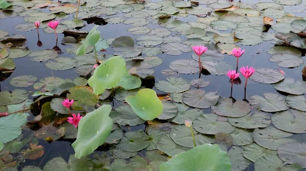 Une Collection Fleurs Lotus Rose Flottant Sur Surface Étang Parmi — Photo