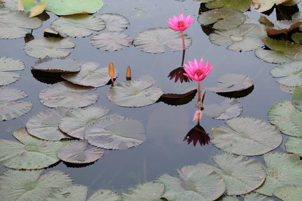 Een Verstrooiing Van Roze Lotusbloemen Een Vijveroppervlak Temidden Van Andere — Stockfoto