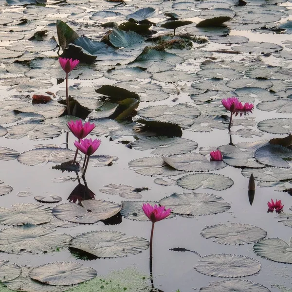 Grupo Flores Lótus Rosa Trazendo Cor Para Superfície Lagoa Meio — Fotografia de Stock