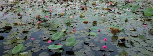 ユリや蓮の葉が広がる池の静かなイメージ 水面はこれらの水の花で飾られ 絵のように美しい風景を形成します — ストック写真