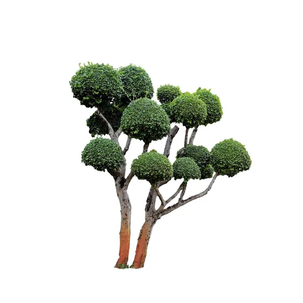 Belas Árvores Ornamentais Com Folhas Esféricas Coroas Isoladas — Fotografia de Stock