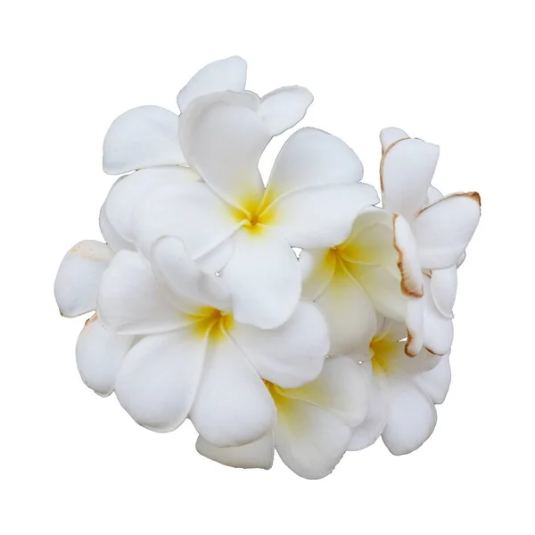 Une Inflorescence Belles Fleurs Blanches Plumeria Également Connu Sous Nom Images De Stock Libres De Droits