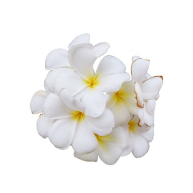 Güzel beyaz çiçeklerin cilvesi. Plumeria, frangipani olarak da bilinir, izole edilmiş..