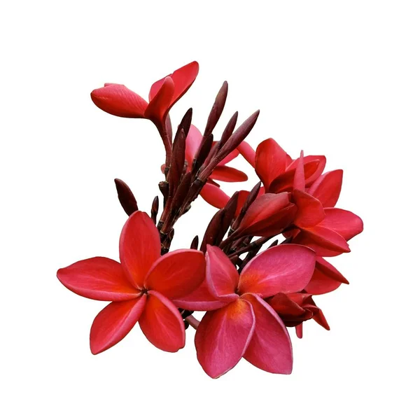 Plumeria Apocynaceae Familyasından Rauvolfioideae Familyasından Bir Bitki Cinsidir Güzel Kırmızı — Stok fotoğraf