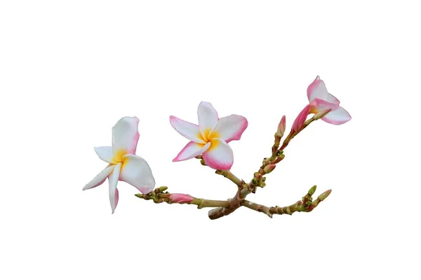 Twig Beautiful Light Pink Plumeria Flowers Isolated — Stock Photo, Image