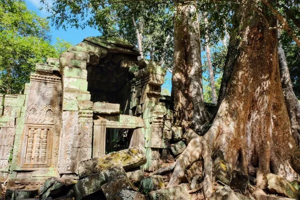 Image Enormous Tropical Tree Roots Encroaching Causing Damage Ancient Khmer — Stock Photo, Image