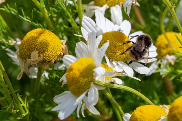 A fluffy bumblebee collects honey from a white chamomile flower in summer. Insect, bumblebee on white daisy flower.
