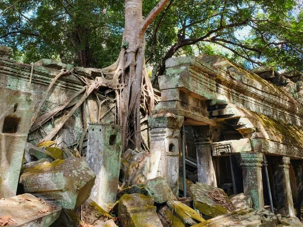 Image Large Roots Tropical Trees Growing Damaging Remnants Khmer Buildings — Stock Photo, Image