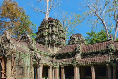 Kamboçya 'da turistler için büyük bir cazibe olan Ta Prohm' daki ünlü Khmer tapınağının kalıntılarını gösteren resim..