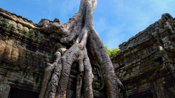 カンボジアのタ プロームにある歴史的な石造りの建造物を覆う熱帯の木々の巨大な根に見られるように 自然の力の証 — ストック写真