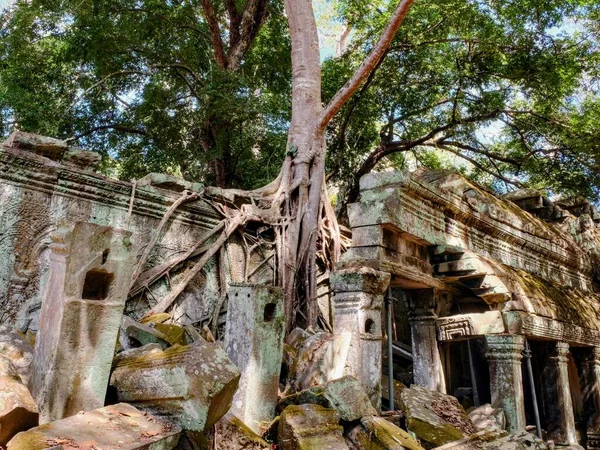 Riesige Wurzeln Tropischer Bäume Auf Uralten Steinstrukturen Dschungel Kambodschas Prohm — Stockfoto