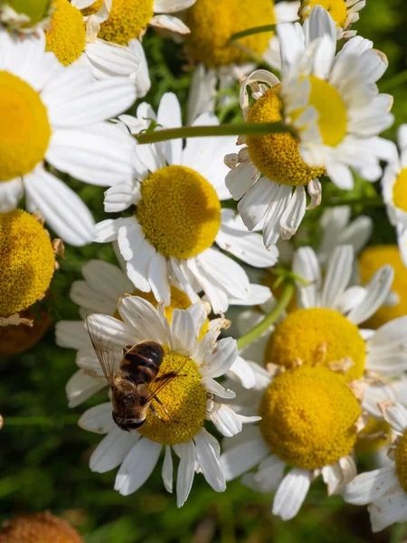 Uma Mosca Flor Empoleirada Flores Brancas Camomila Dia Verão Flores — Fotografia de Stock