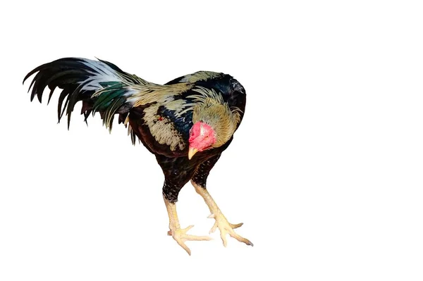 一只公鸡 一只羽毛五彩斑斓的鸟 被隔离了 — 图库照片