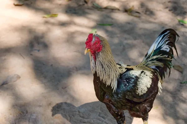 Петух Птица Красивым Разноцветным Оперением — стоковое фото