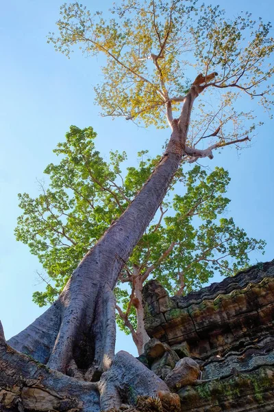 Ein Hoher Baum Mit Weißer Rinde Und Gelben Blättern Unter — Stockfoto