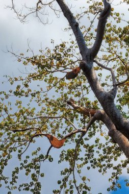 Bir ağacın dallarına yerleştirilmiş yaban arılarının yuvalarını gösteren bir görüntü..