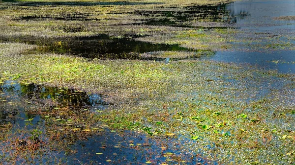 池の表面に広がる水を愛する植物の密集した成長を捉えた写真 風景の向き — ストック写真