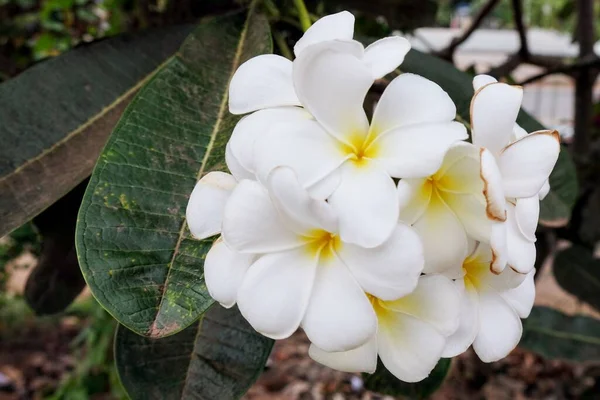美しい白い花の花序 プルメリア Plumeria フランギパニ Frangipani とも呼ばれ 亜科Rauvolfioideae属の開花植物の属です — ストック写真
