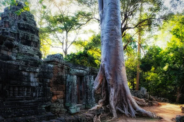 カンボジアの古代の荒廃した仏教寺院Bantey Kdeiの遺跡の近くに巨大な熱帯魚の木が成長します — ストック写真