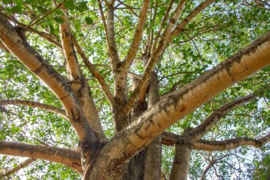 An elegant branching tree stands alone against a clear, vibrant sky, creating a serene scene.