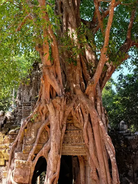 Pittoreska Rötter Entwine Passagen Till Den Antika Khmer Templet Som — Stockfoto