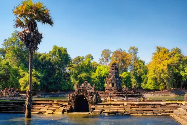 一棵高大的棕榈树生长在神圣的柬埔寨湖中泥泞的水面上 那就是蚕豆 — 图库照片