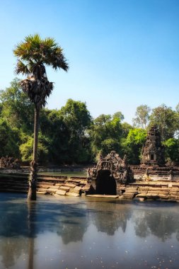 Kutsal Kamboçya gölü Neak Pean 'ın çamurlu sularında büyüyen uzun bir palmiye ağacını gösteren bir resim..
