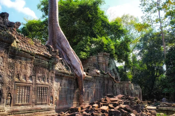 Zakořeněné Historii Obří Kořeny Stromů Obklopují Zříceniny Khmeru Důkaz Síly — Stock fotografie