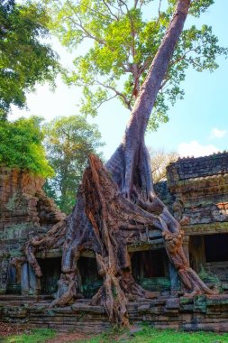 Doğanın hakimiyeti: Korkunç incir ağacı kökleri Kamboçya 'nın sonbahar manzarasındaki antik Khmer İmparatorluğu kalıntılarını fethediyor..