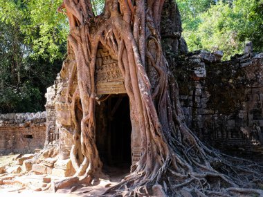 Ta Som 'daki eski Khmer tapınağına giden yol boyunca dolanan büyüleyici kökleri vurgulayan bir resim..