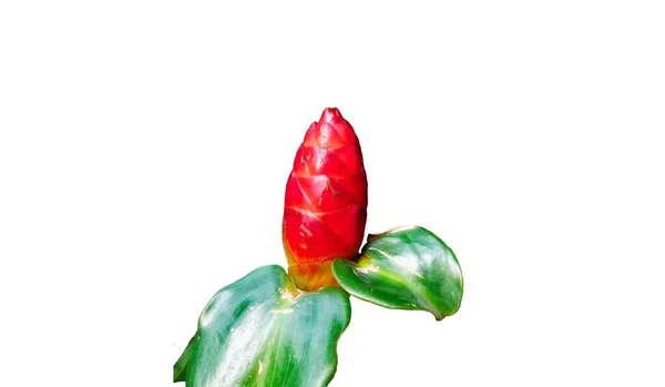 Sorprendente Primer Plano Gran Capullo Flores Color Rojo Brillante Aislado —  Fotos de Stock