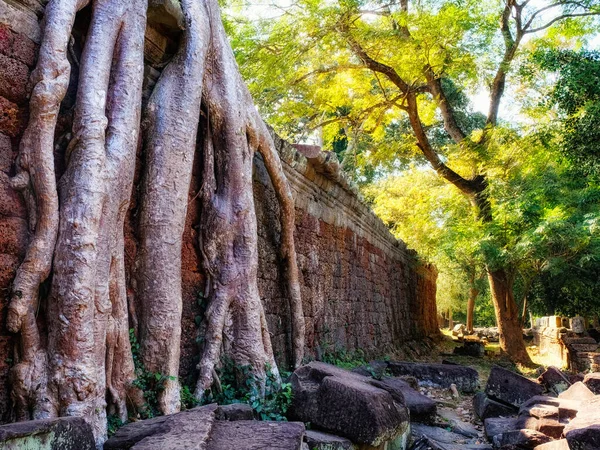 Odzyskiwanie Przyrody Olbrzymie Korzenie Drzew Odzyskują Ruiny Khmerów Tworząc Uderzającą — Zdjęcie stockowe